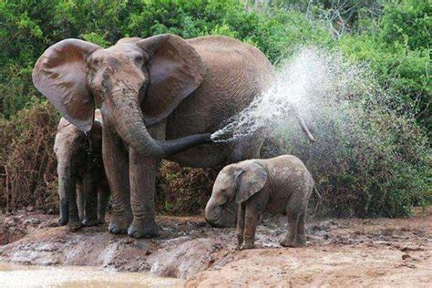 大象鼻子功能 一杯水